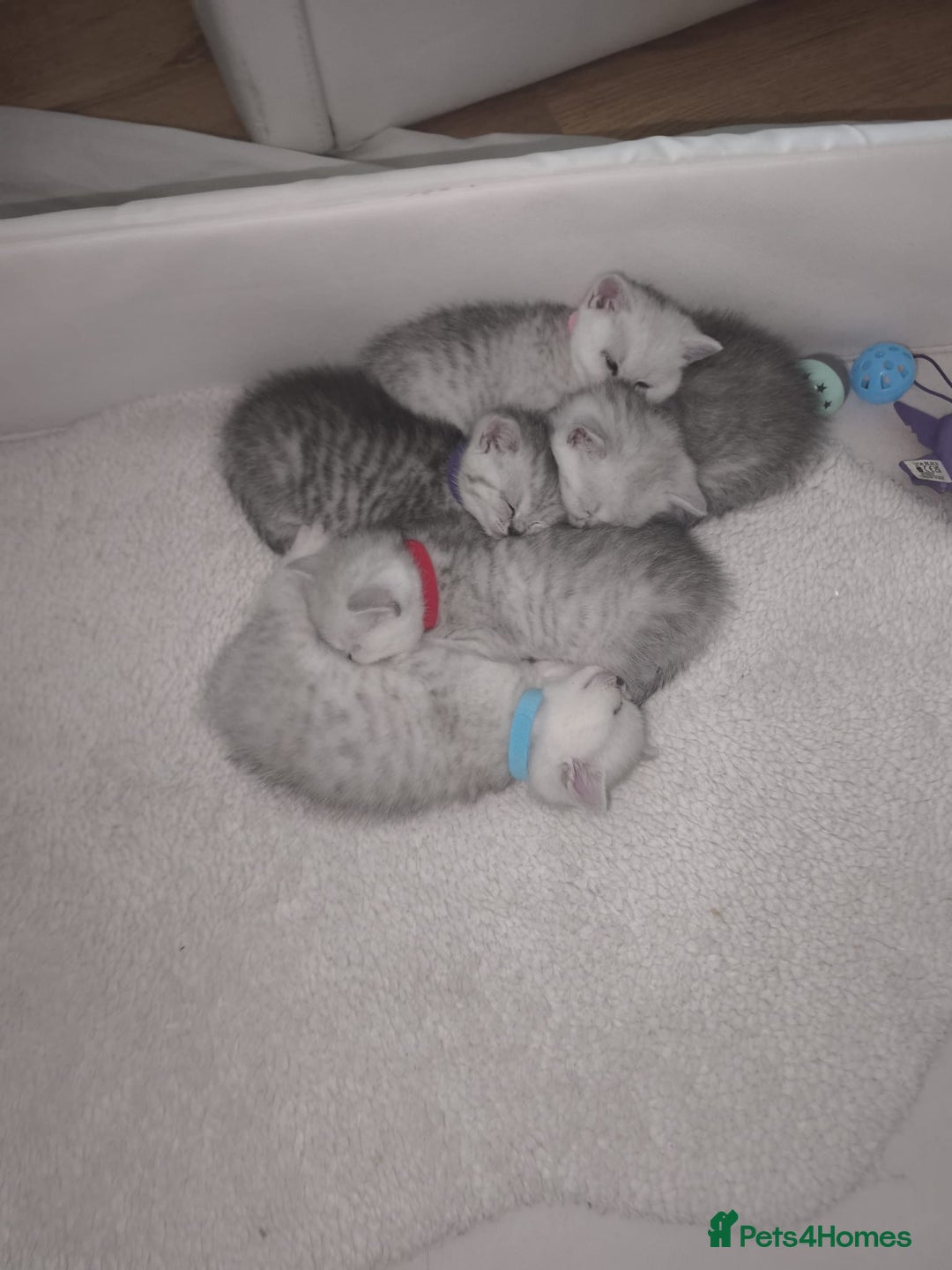 British Shorthair cats for sale: British shorthair kittens, cute and adorable  - Advert 10