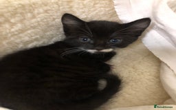 Mixed Breed cats for sale: siamese x siberian tuxedo kittens - Advert 33