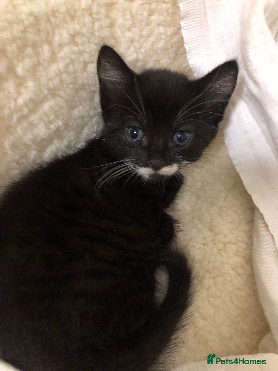 Mixed Breed cats for sale: siamese x siberian tuxedo kittens - Advert 33