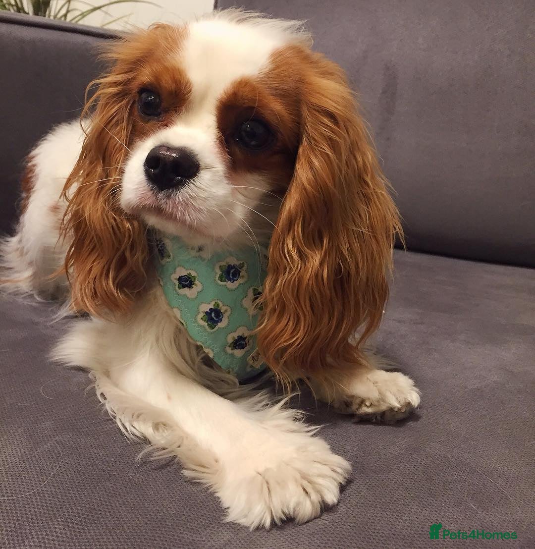 Cavalier King Charles Spaniel dogs for sale: Cavalier King Charles Spaniel Girl - Advert 2