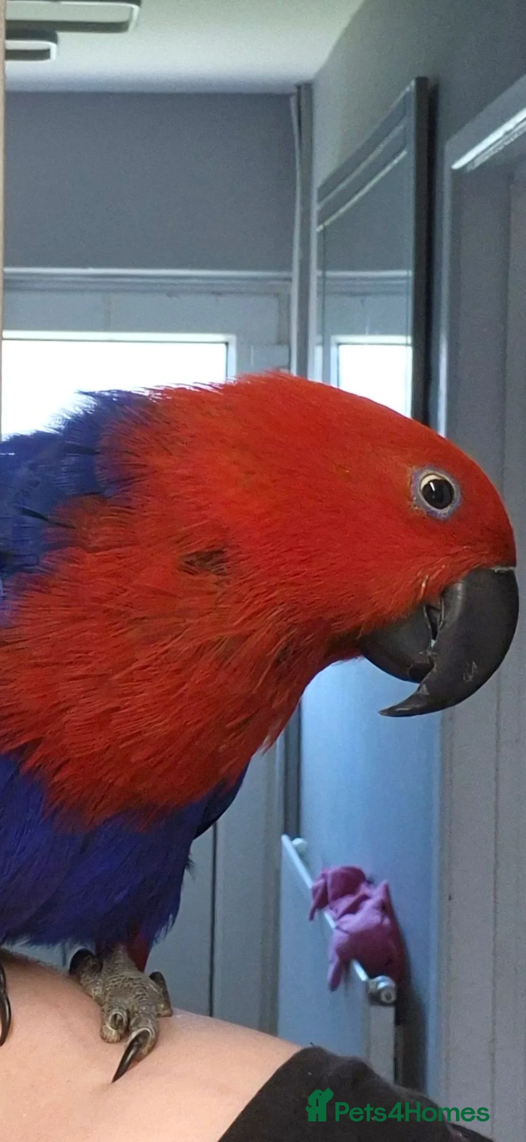 Parrots birds for sale: Eclectus female - Advert 3