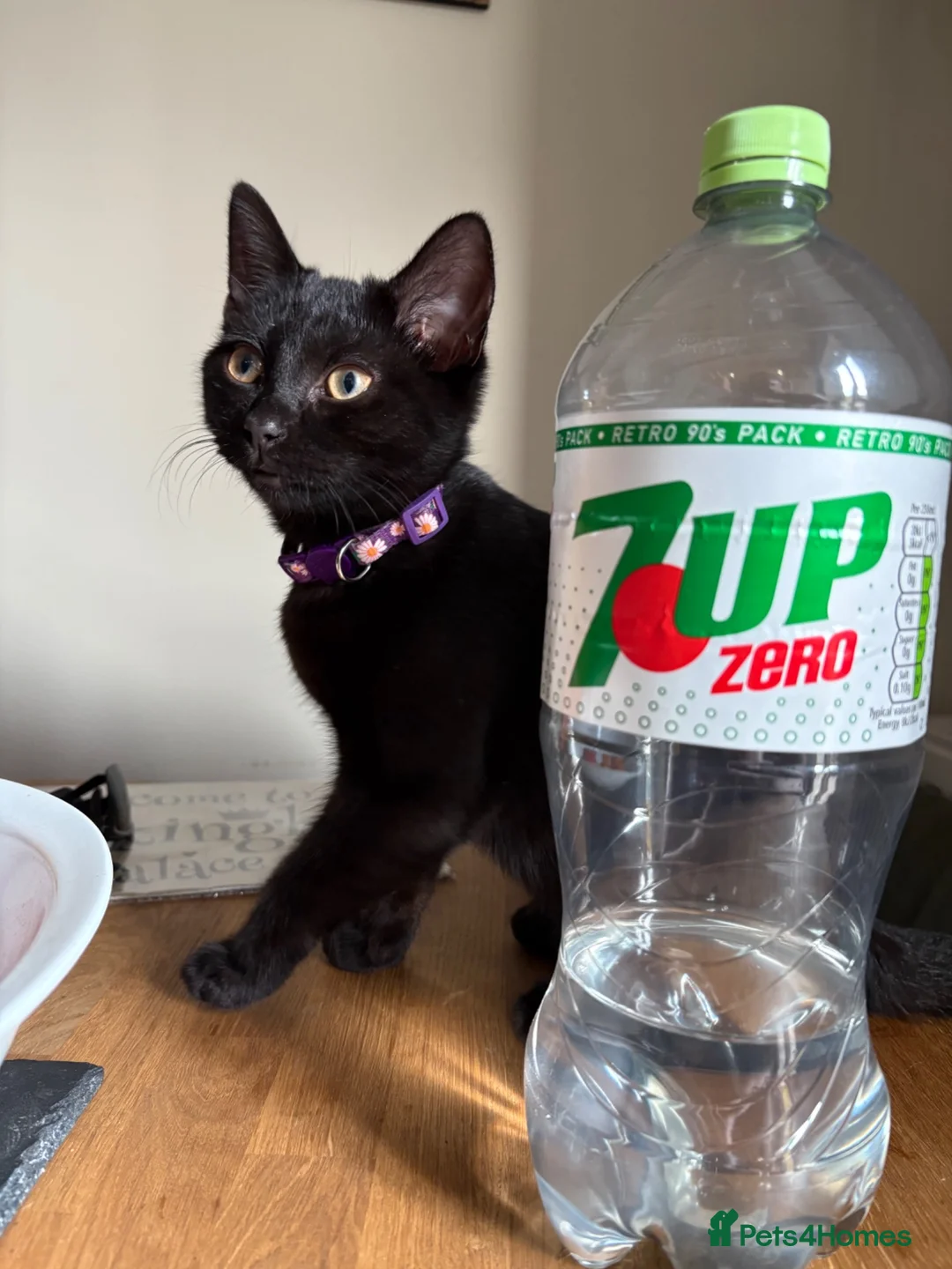 Mixed Breed cats for sale: British shorthair blue (dad) mixed breed kittens  - Advert 2