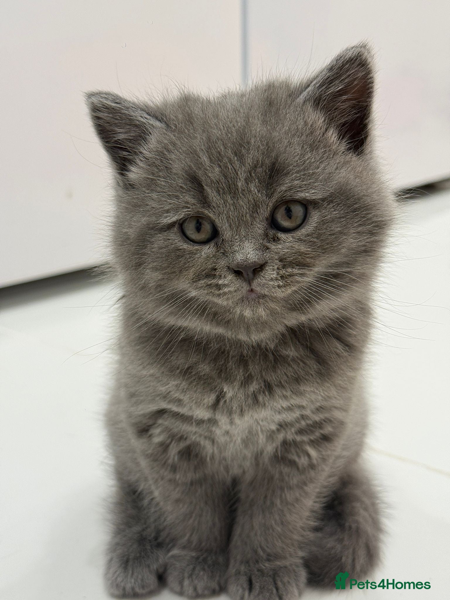British Shorthair cats British shorthair  - Advert 1
