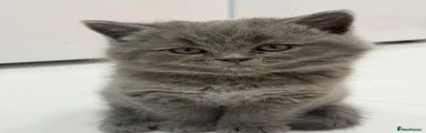 British Shorthair 1