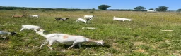 Goats livestock for sale: Anglo Nubians Boer and sannen  in Stevenage - Advert 5