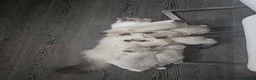 Ragdoll cats for sale: 5 beautiful ragdoll kittens 😸 ♥️  - Advert 8