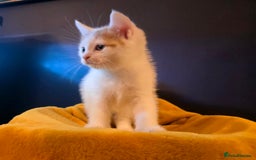 Mixed Breed cats for sale: SweetPlayfulKitten–Socialised with Dog 😻 - Image 22