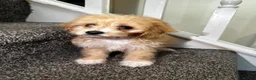 Maltipoo dogs for sale: 7 precious puppies looking for their forever homes - Advert 12