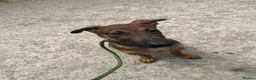 Mixed Breed dogs for sale: Doberman x Malinois x German Shepherd Puppies  - Advert 19