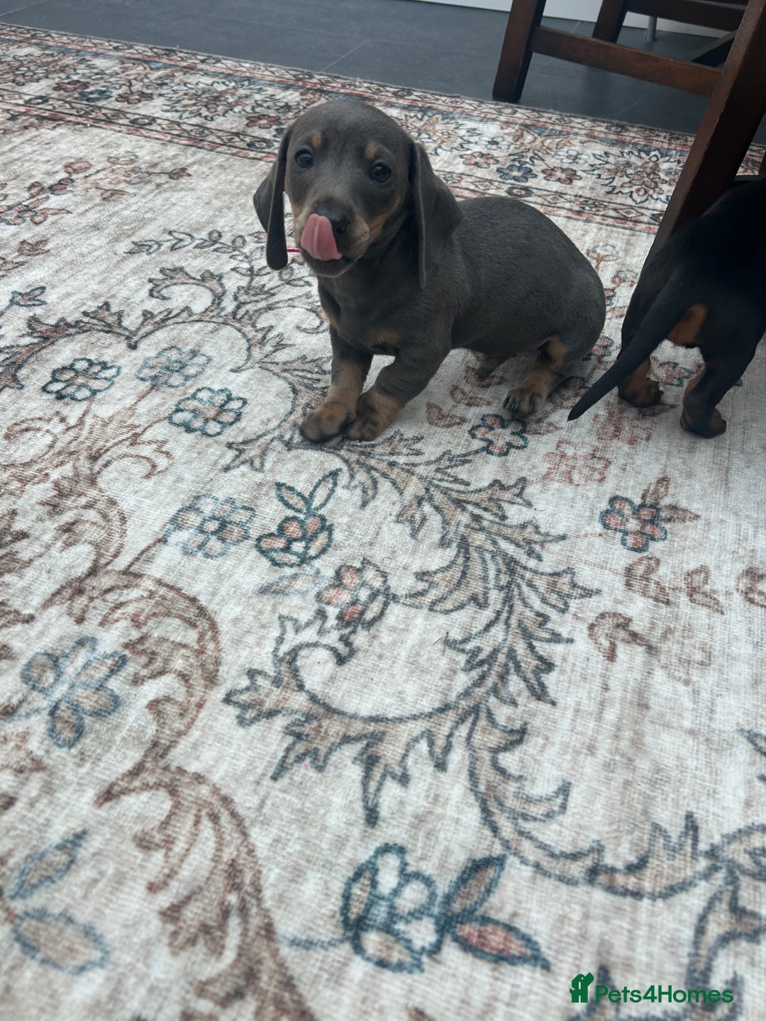 Miniature Dachshund dogs for sale: Miniature dachshund puppy’s  - Advert 8