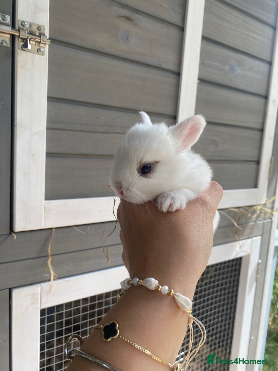English Spot rabbits for sale: gorgeous lop x English spot - Image 5