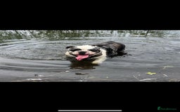 English Bulldog dogs for sale: Fendi English bulldog  - Image 1