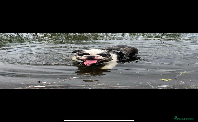 English Bulldog dogs - Advert 1