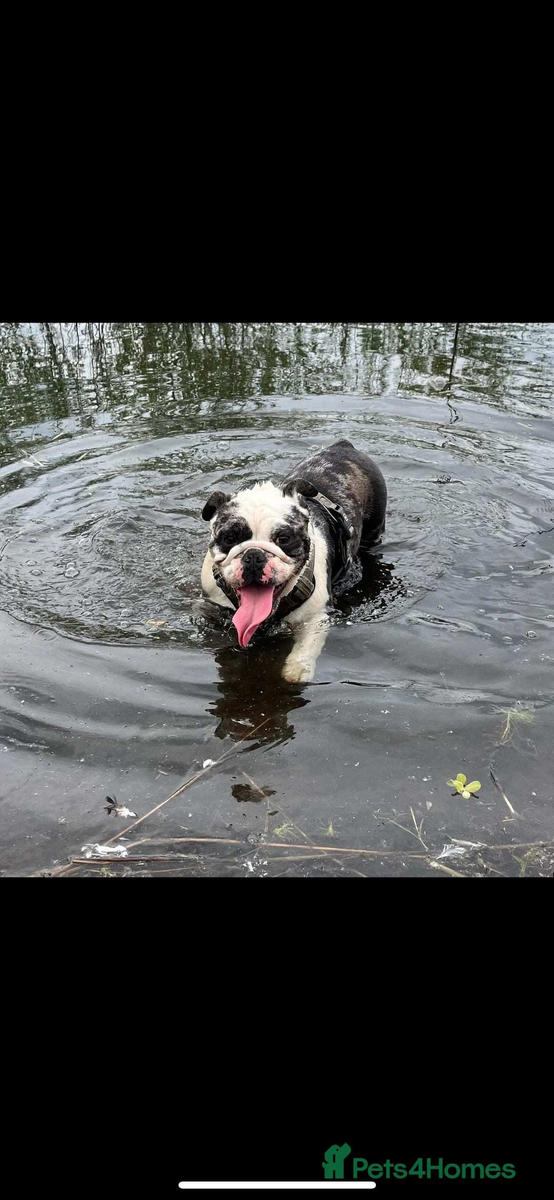 English Bulldog dogs for sale: Fendi English bulldog  - Image 1