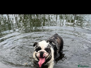 English Bulldog dogs - Advert 1