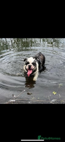 English Bulldog dogs - Advert 1