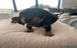 Miniature Dachshund dogs for sale: Last boy ready for new home Mini Dachshund  - Image 27