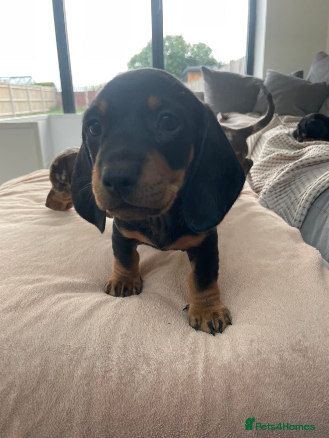 Miniature Dachshund dogs for sale: Last boy ready for new home Mini Dachshund  - Image 27