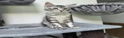 Maine Coon cats for sale: Maine Coon Kittens Fife Registered  - Advert 18