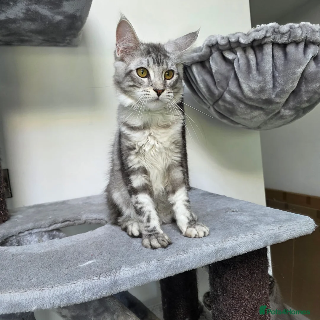 Maine Coon cats for sale: Maine Coon Kittens Fife Registered  - Advert 18