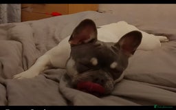 French Bulldog dogs for sale: French bulldog 8 months old - Image 2