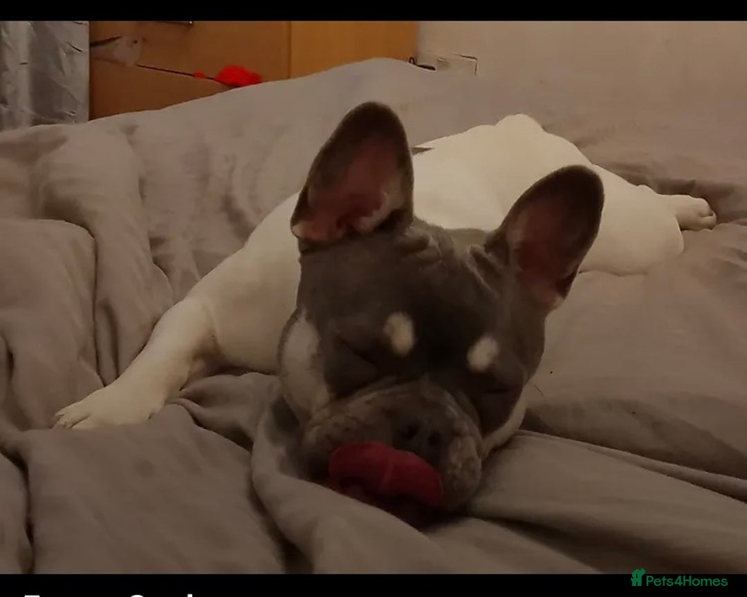 French Bulldog dogs for sale: French bulldog 8 months old - Image 2