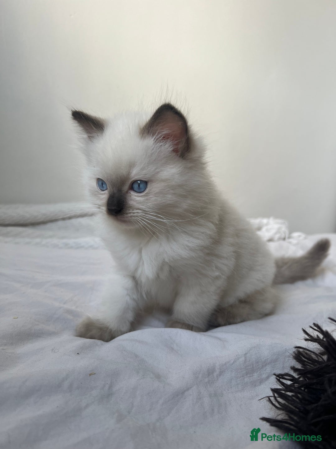 Ragdoll cats for sale: Adorable Ragdoll Kittens  🐾 - Advert 2