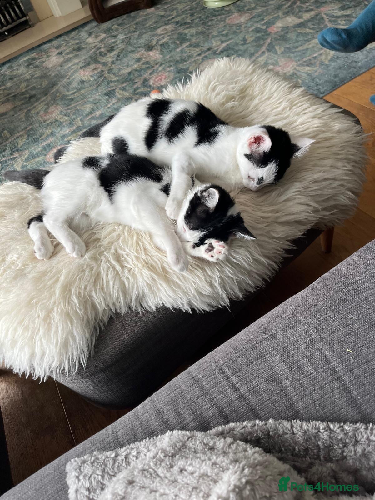 Domestic Shorthair cats Jelly & Custard, 4 month old sisters  - Advert 4