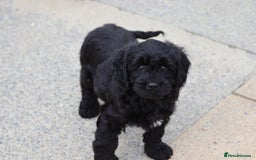 Cavapoo dogs for sale: Beautiful Cavapoo puppies for sale - Image 10
