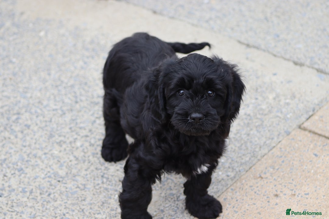 Cavapoo dogs for sale: Beautiful Cavapoo puppies for sale - Image 10