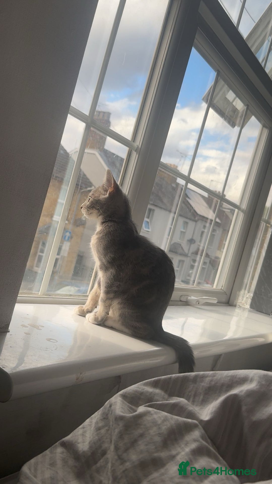 British Shorthair cats for sale: Grey and White Kitten - Image 10
