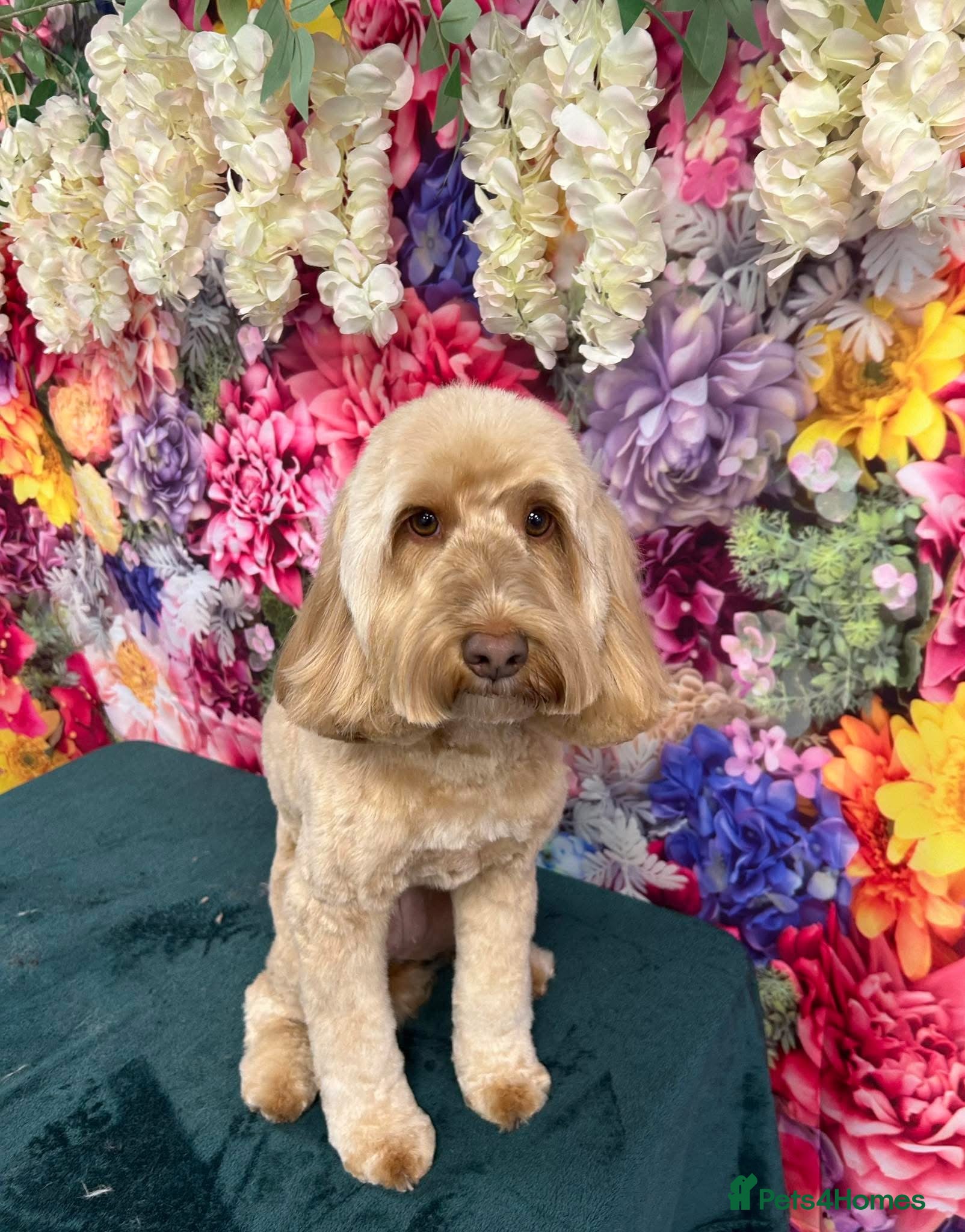 Cockapoo dogs 5 year old cockapoo female looking for a new home - Advert 9