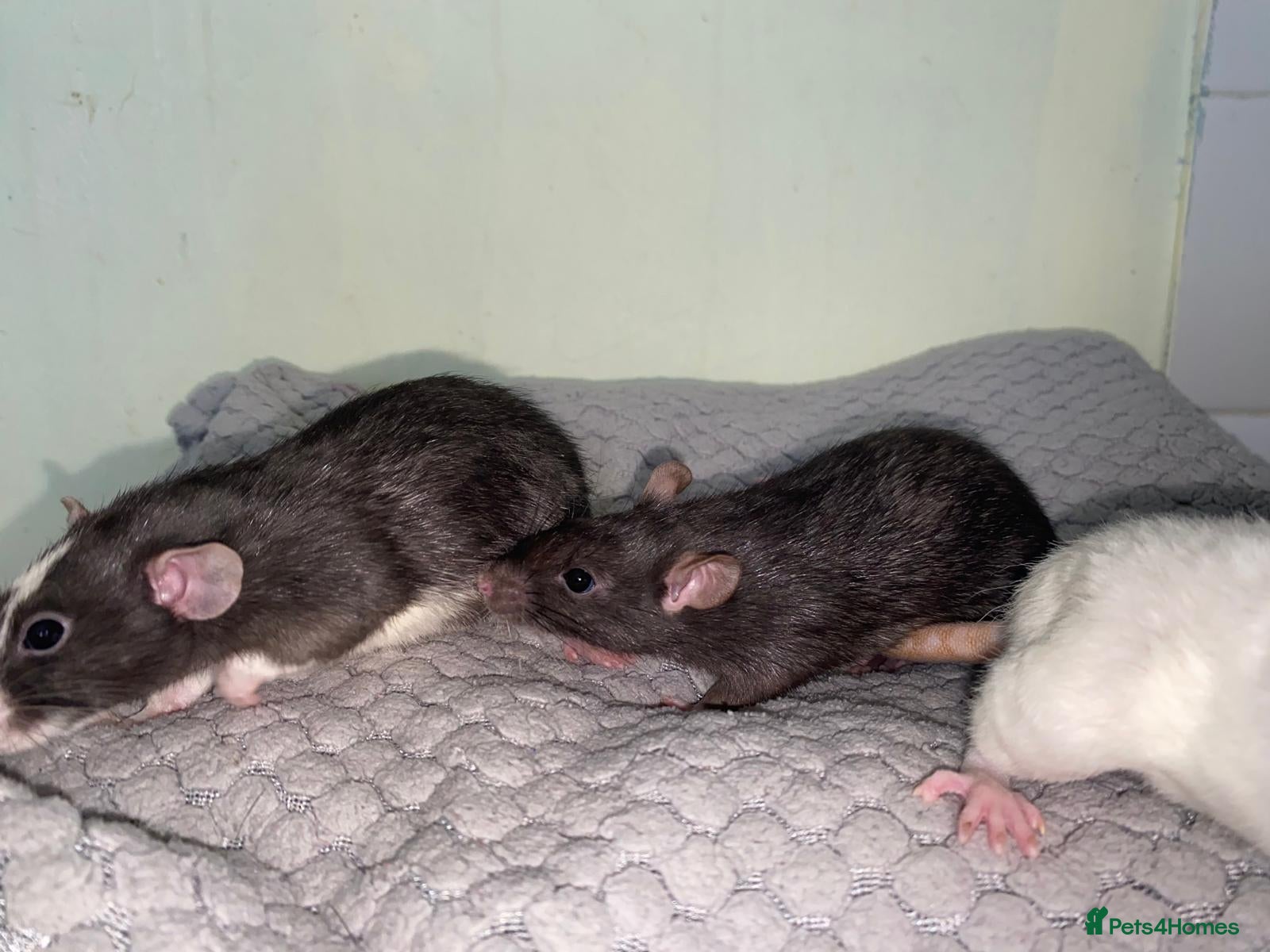 Rat rodents for sale: Mixed sexed baby rats in Chelmsford - Advert 6