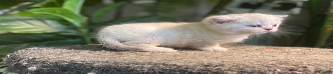 Munchkin Kitten 3