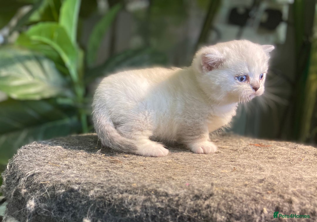 Munchkin cats for sale: Full Pedigree Munchkin kittens - Image 14
