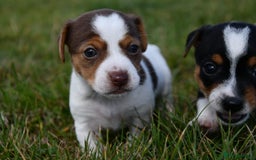 Jack Russell dogs for sale: Jack Russel puppies for sale  - Image 5