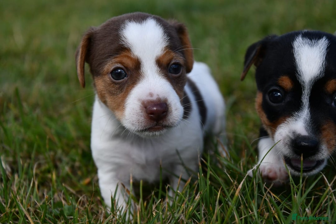 Jack Russell dogs for sale: Jack Russel puppies for sale  - Image 5