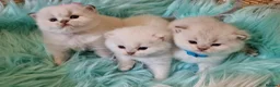 British Shorthair cats for sale: 💖GOLDEN & SILVER POINT BSH & BLH KITTENS💖 - Advert 6