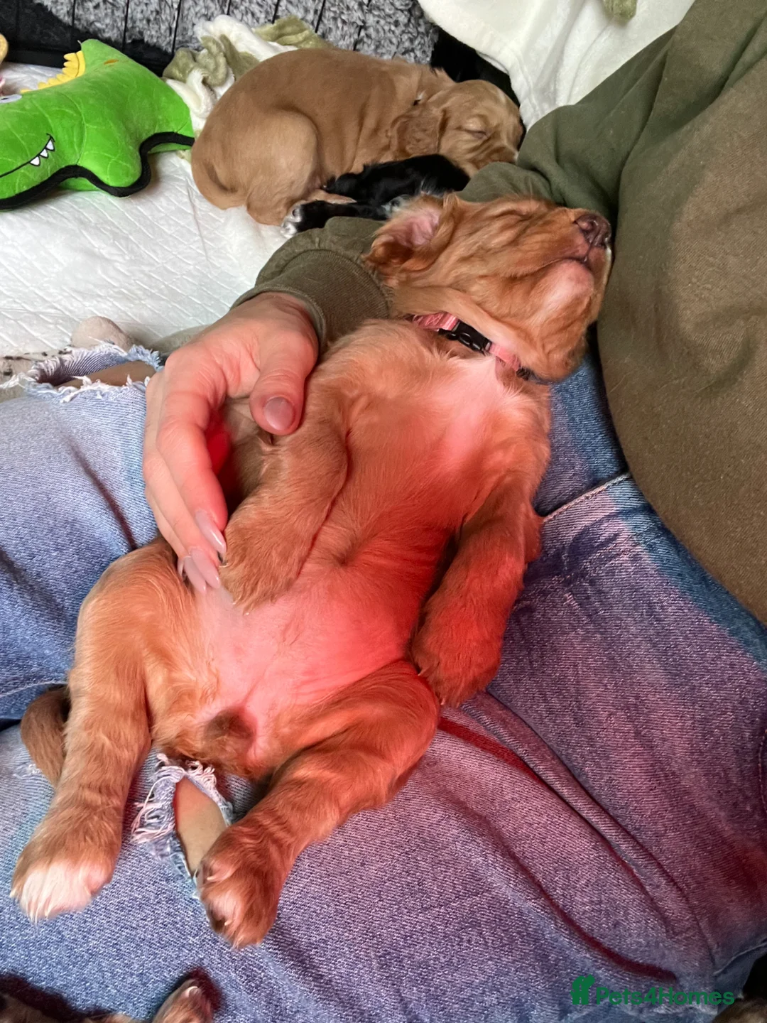 Cocker Spaniel dogs for sale: Cocker spaniel puppies  - Advert 11