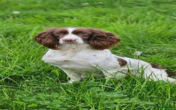 English Springer Spaniel dogs for sale: Stunning KC Reg Springer Spaniel Puppies For Sale - Image 16