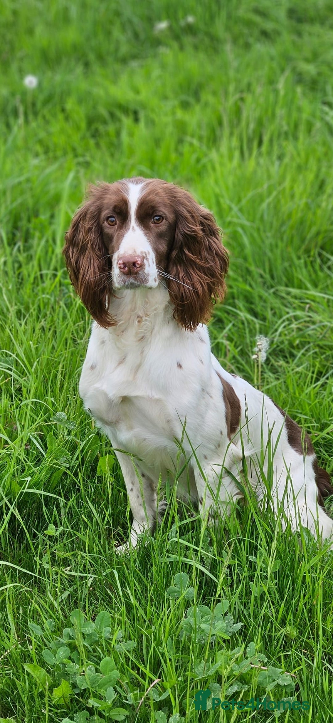 English Springer Spaniel dogs for sale: Stunning KC Reg Springer Spaniel Puppies For Sale - Image 16