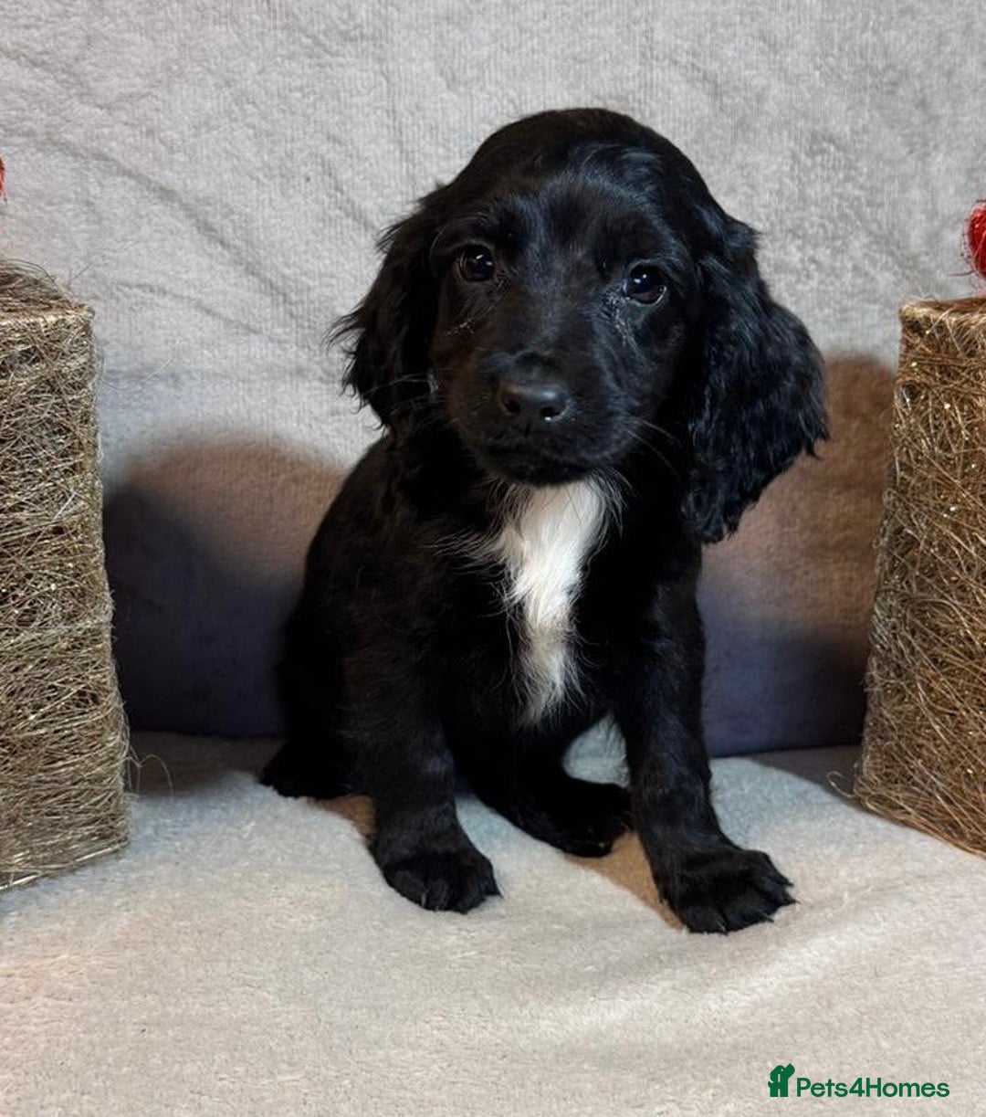 Cockapoo dogs for sale: Cockerpoo puppy - Advert 7