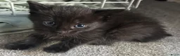 Mixed Breed cats for sale: 7 x Gorgeous kittens  - Advert 7