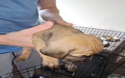 Mixed Breed dogs for sale: Cute Females and Male Dachshunds x Pug for sale  - Image 5