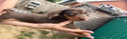 Miniature Dachshund dogs for sale: Miniature dachshunds  - Advert 27