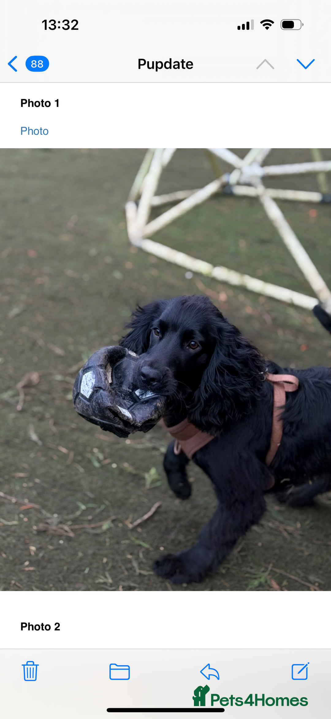 Cocker Spaniel dogs for sale: Looking for a loving home for 7 month old - Advert 1