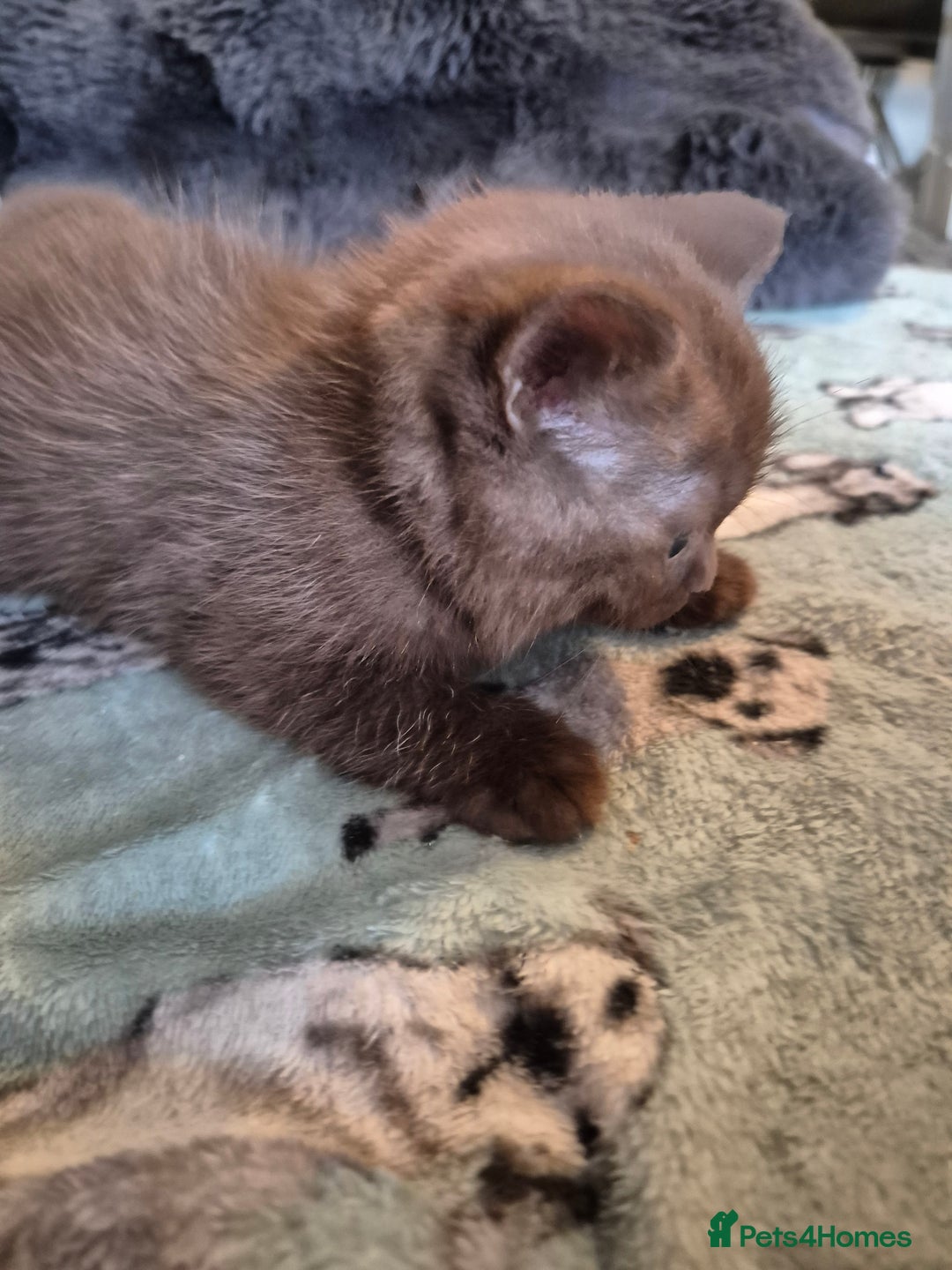 Selkirk Rex cats for sale: Pedigree selkirk rex girls non curly - Advert 21