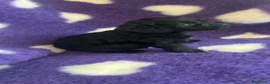 Cockapoo 1