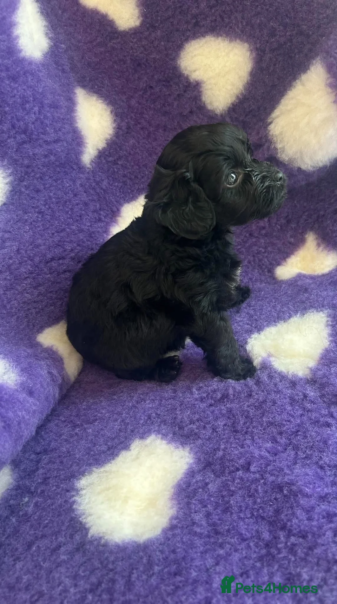 Cockapoo dogs for sale: Beautiful cockapoo puppies  - Advert 7