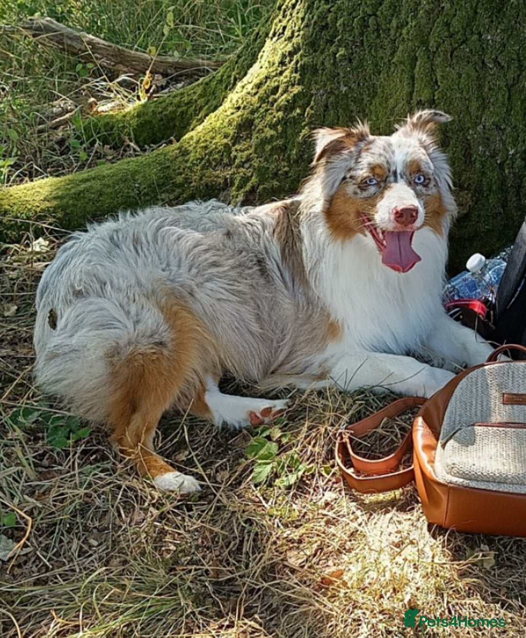 Australian Shepherd dogs for stud: Australian shepherd for stud - Advert 4